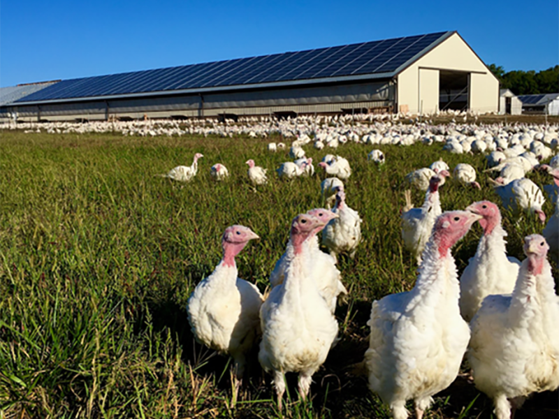Turkeys outside of the solar array at the family-owned Bowman & Landes Turkey Farm in New Carlisle, Ohio.